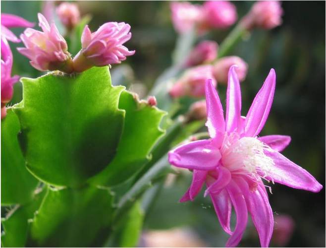 石竹花图片 石竹图片 石竹植物图片图片