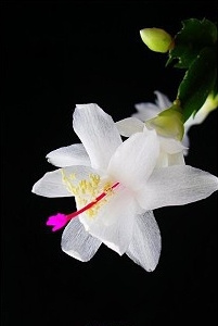 石竹花图片 石竹图片 石竹植物图片图片