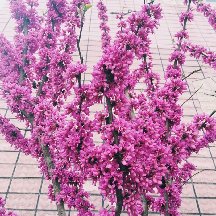 石竹花图片 石竹图片 石竹植物图片图片