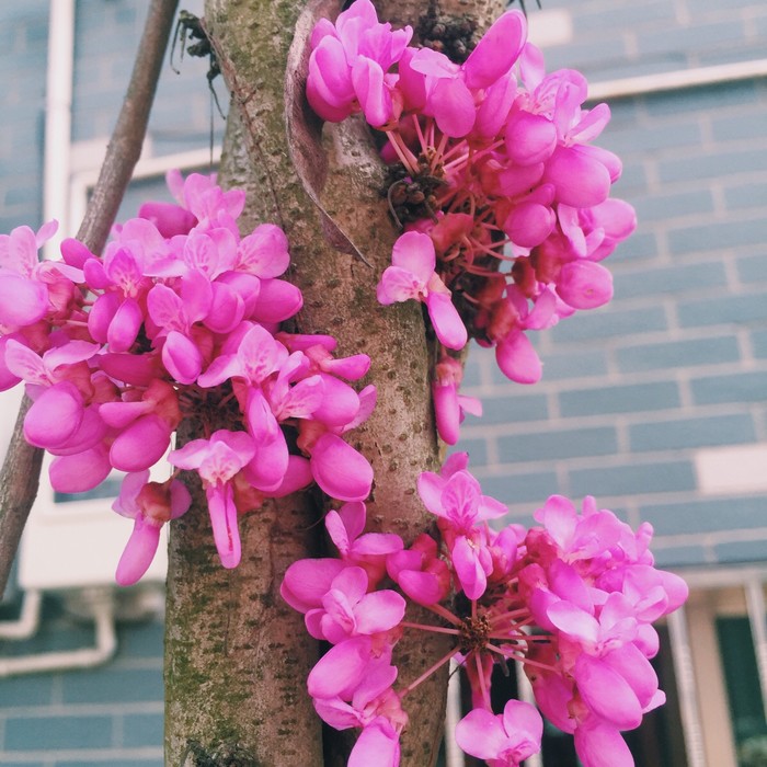 石竹花图片 石竹图片 石竹植物图片图片
