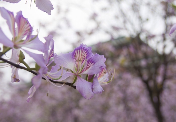 石竹花图片 石竹图片 石竹植物图片图片
