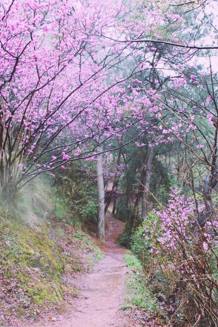 植物图片图片