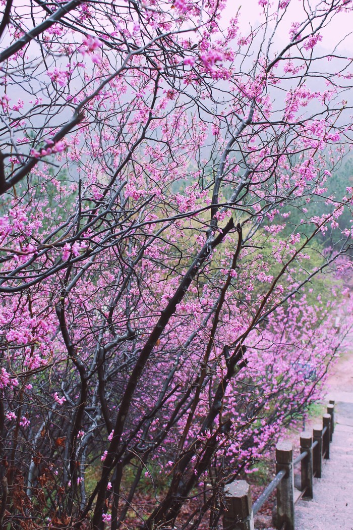植物图片图片