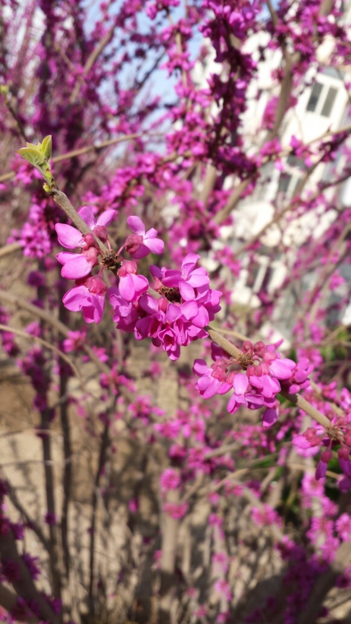 植物图片图片