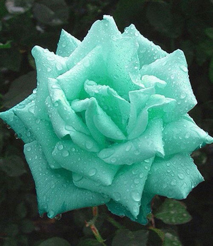 石竹花图片 石竹图片 石竹植物图片图片