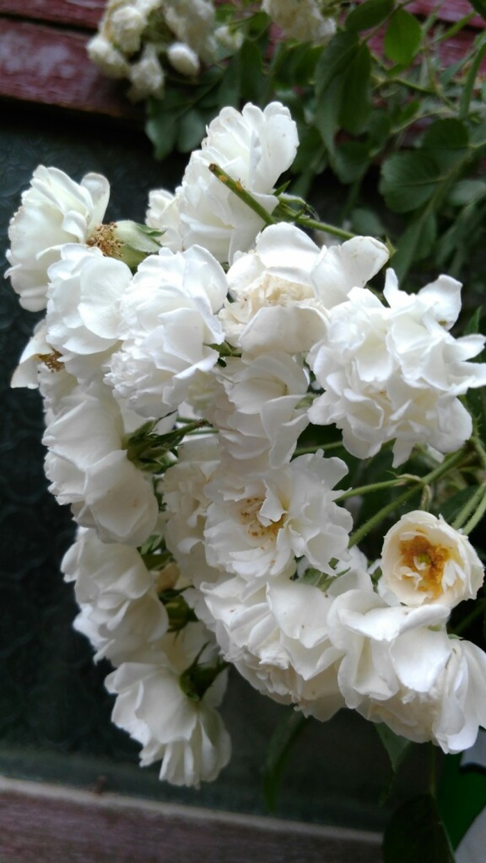 植物图片图片