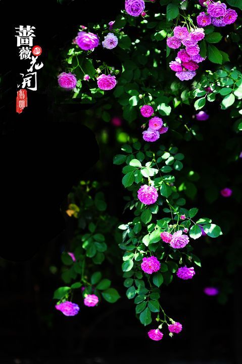 植物图片图片