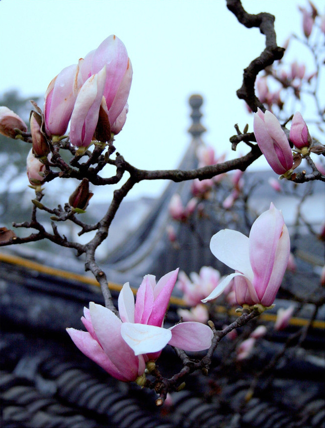 石竹花图片 石竹图片 石竹植物图片图片