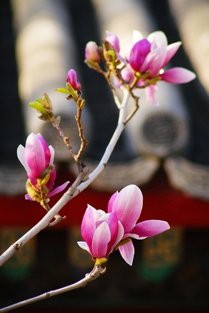 石竹花图片 石竹图片 石竹植物图片图片