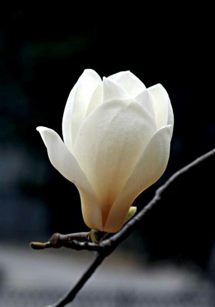 石竹花图片 石竹图片 石竹植物图片图片