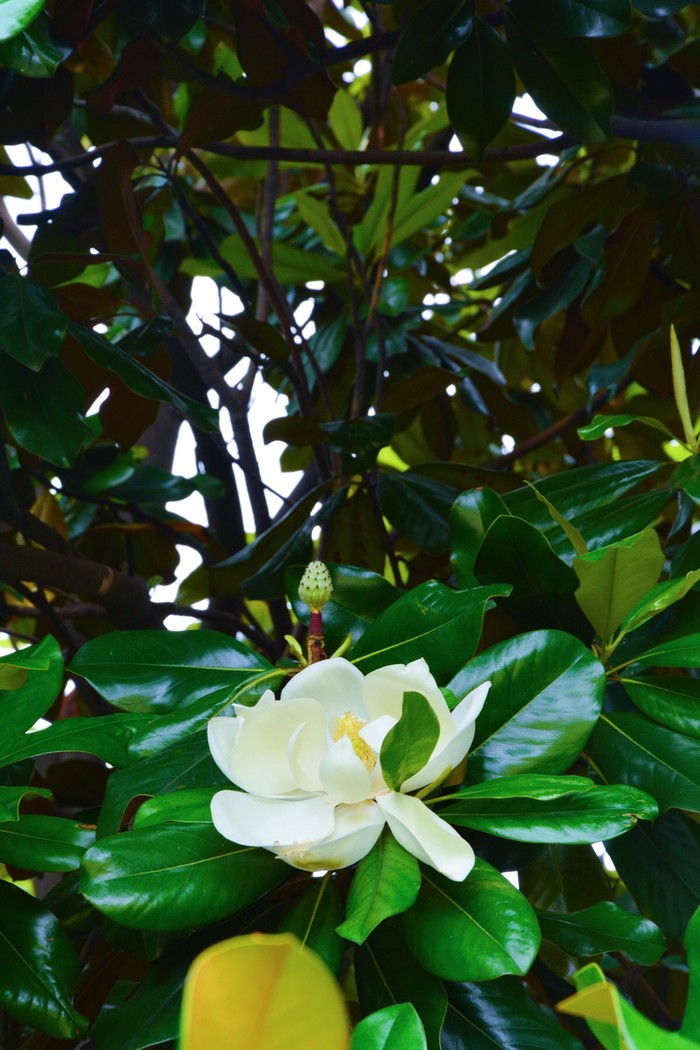 石竹花图片 石竹图片 石竹植物图片图片