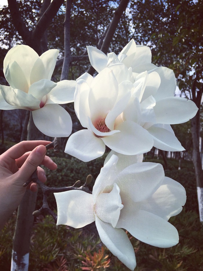 石竹花图片 石竹图片 石竹植物图片图片