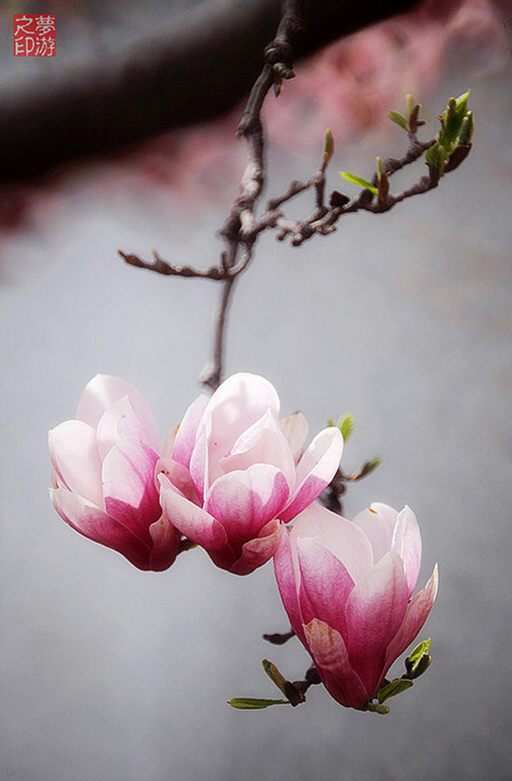 石竹花图片 石竹图片 石竹植物图片图片