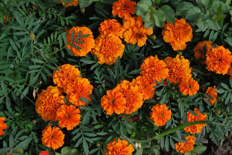 石竹花图片 石竹图片 石竹植物图片图片