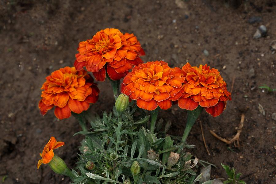 石竹花图片 石竹图片 石竹植物图片图片