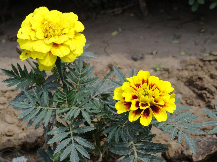 石竹花图片 石竹图片 石竹植物图片图片