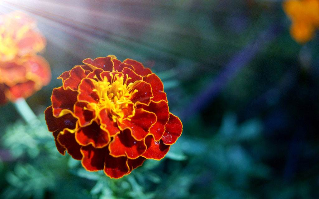 白芨花图片 白芨图片 白芨植物图片图片