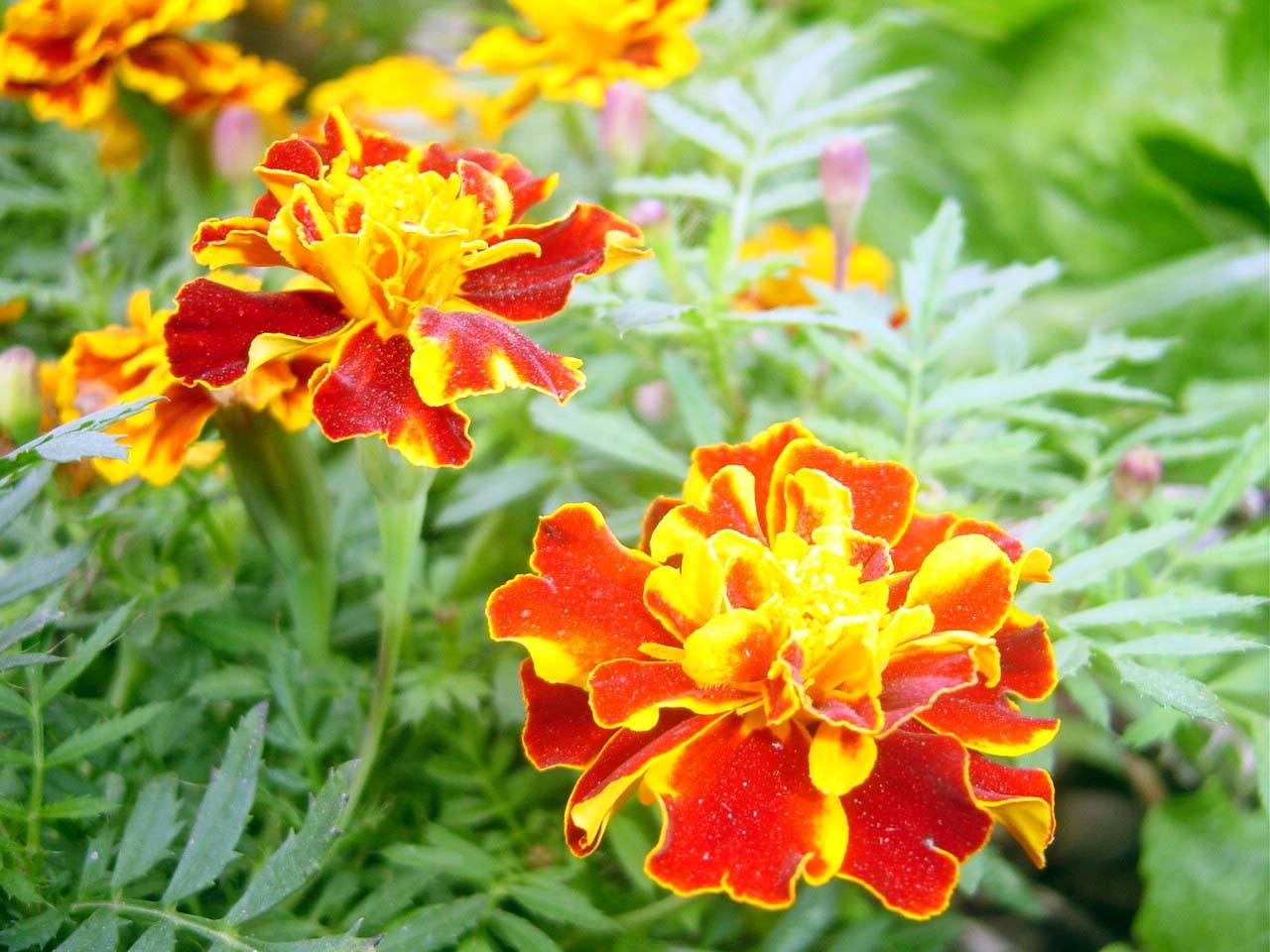 白芨花图片 白芨图片 白芨植物图片图片