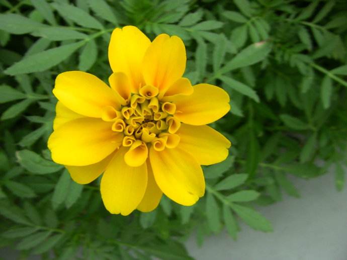 白芨花图片 白芨图片 白芨植物图片图片