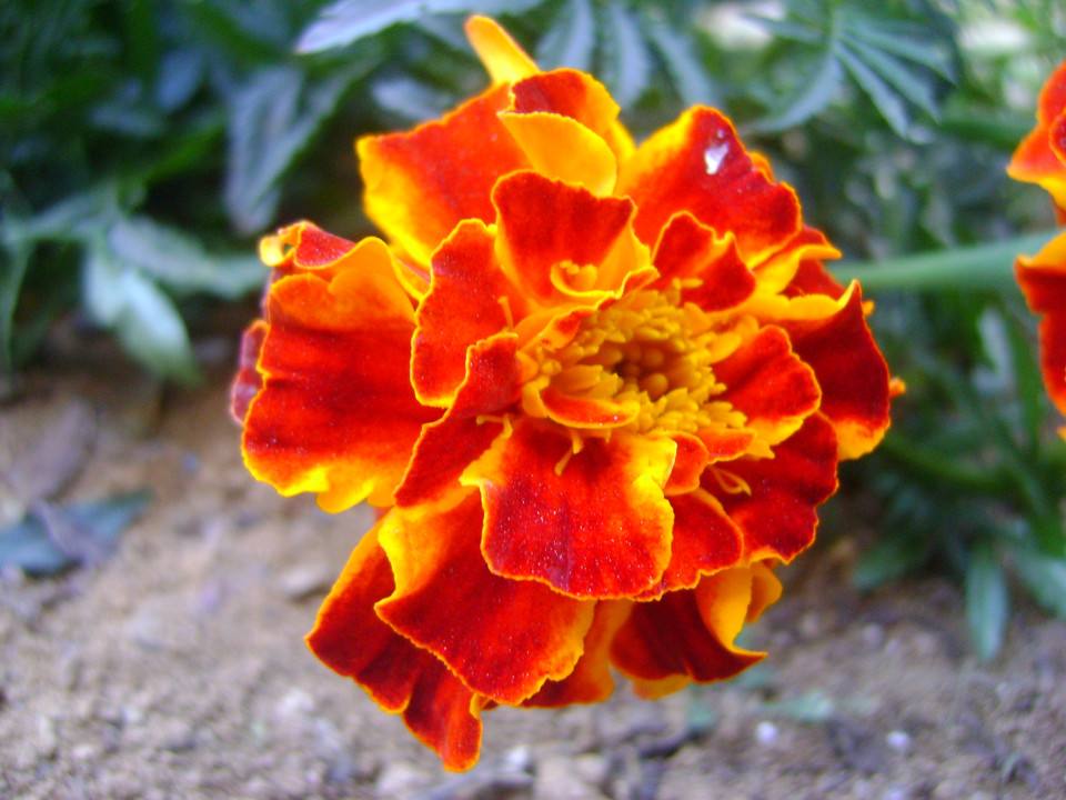 石竹花图片 石竹图片 石竹植物图片图片