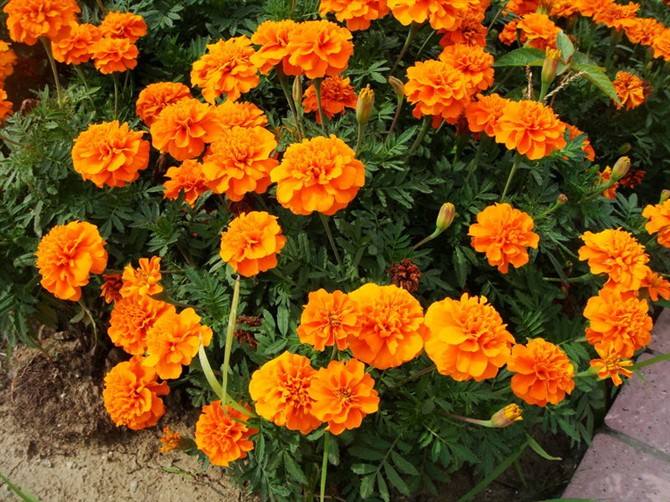 石竹花图片 石竹图片 石竹植物图片图片