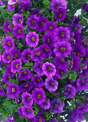 白芨花图片 白芨图片 白芨植物图片图片