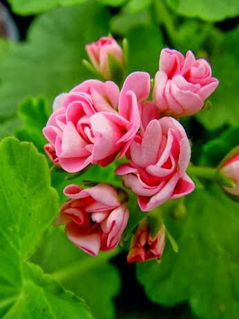 石竹花图片 石竹图片 石竹植物图片图片