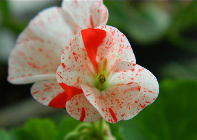 白芨花图片 白芨图片 白芨植物图片图片