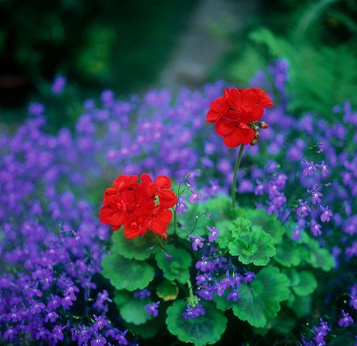 白芨花图片 白芨图片 白芨植物图片图片