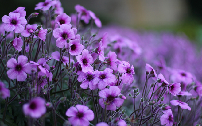 白芨花图片 白芨图片 白芨植物图片图片
