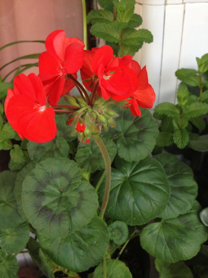 白芨花图片 白芨图片 白芨植物图片图片