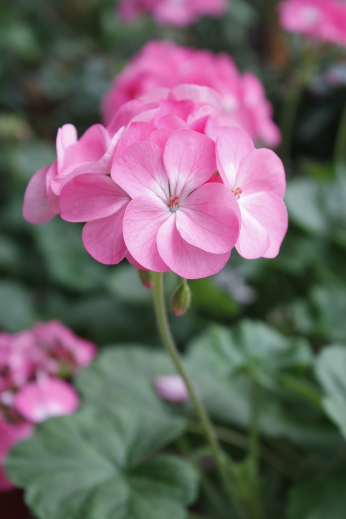 白芨花图片 白芨图片 白芨植物图片图片