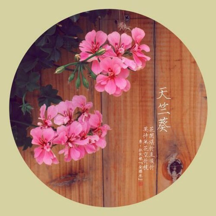 白芨花图片 白芨图片 白芨植物图片图片