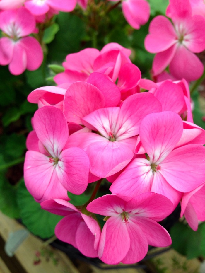 白芨花图片 白芨图片 白芨植物图片图片
