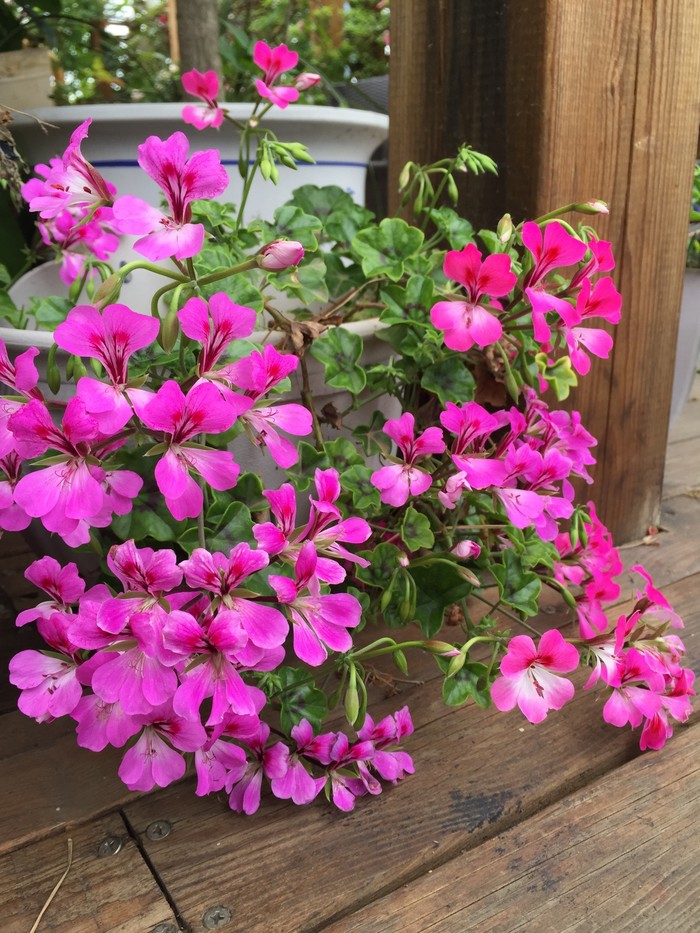 白芨花图片 白芨图片 白芨植物图片图片