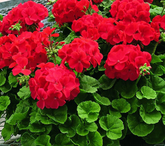 白芨花图片 白芨图片 白芨植物图片图片