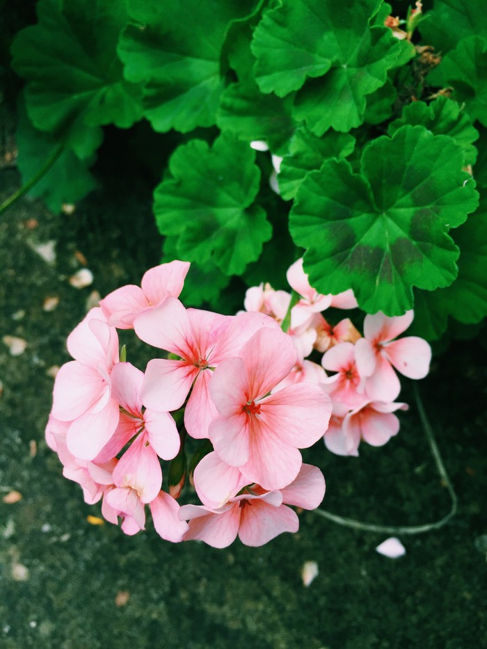 白芨花图片 白芨图片 白芨植物图片图片