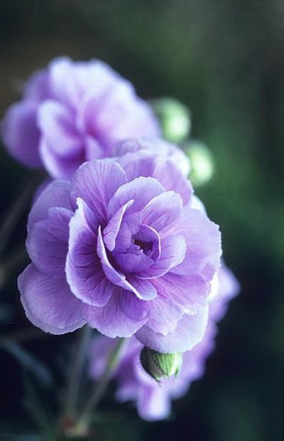 白芨花图片 白芨图片 白芨植物图片图片