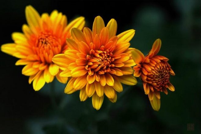 石竹花图片 石竹图片 石竹植物图片图片