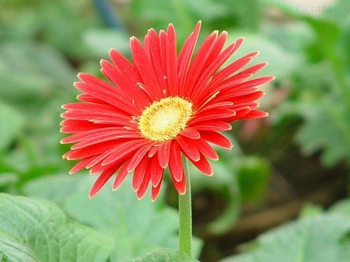 白芨花图片 白芨图片 白芨植物图片图片