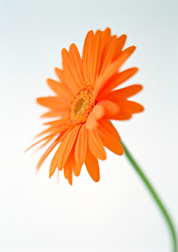 白芨花图片 白芨图片 白芨植物图片图片