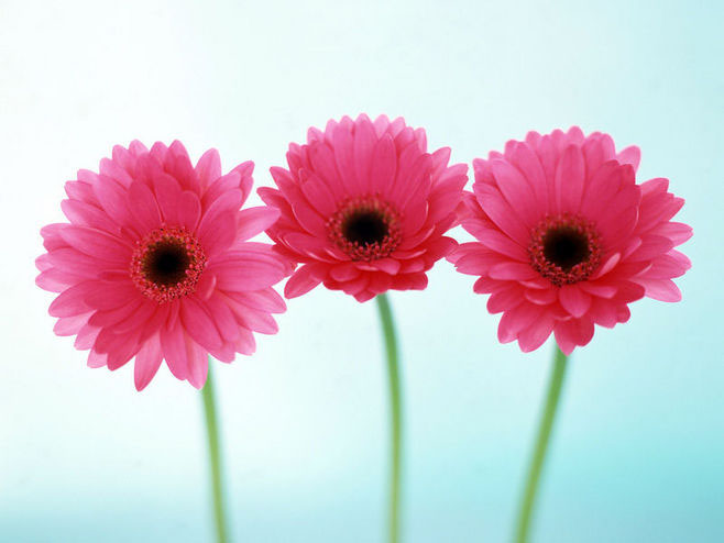 白芨花图片 白芨图片 白芨植物图片图片