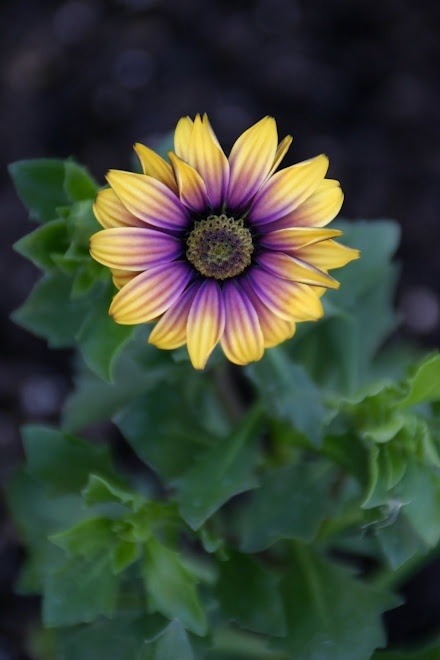 白芨花图片 白芨图片 白芨植物图片图片