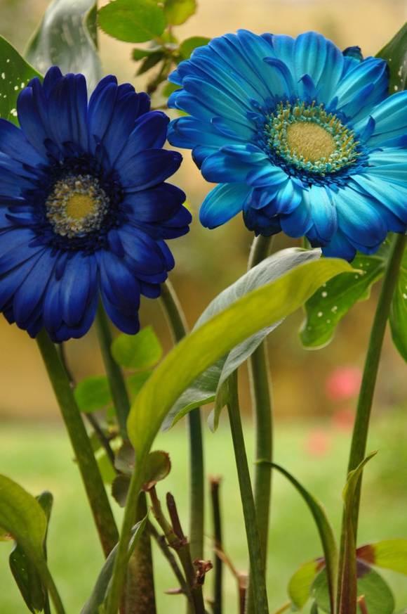 白芨花图片 白芨图片 白芨植物图片图片