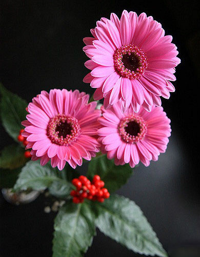 白芨花图片 白芨图片 白芨植物图片图片
