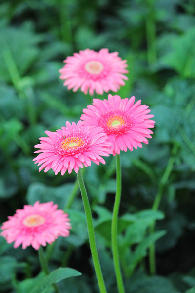 白芨花图片 白芨图片 白芨植物图片图片