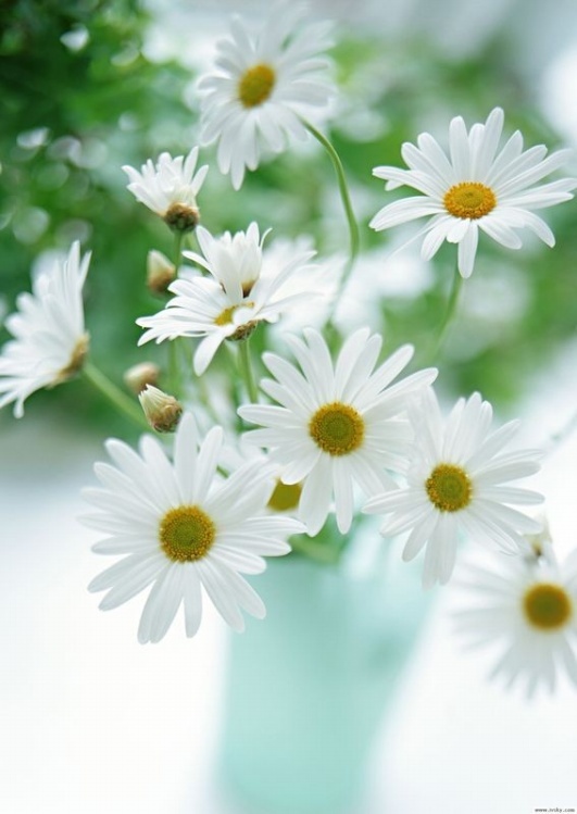 白芨花图片 白芨图片 白芨植物图片图片