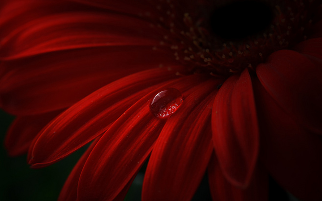 白芨花图片 白芨图片 白芨植物图片图片