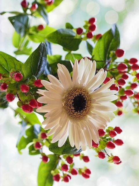 白芨花图片 白芨图片 白芨植物图片图片