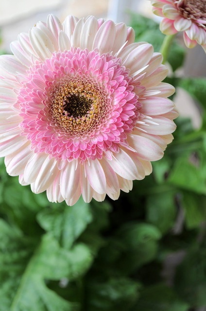 白芨花图片 白芨图片 白芨植物图片图片